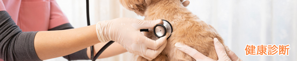 軟部外科とは