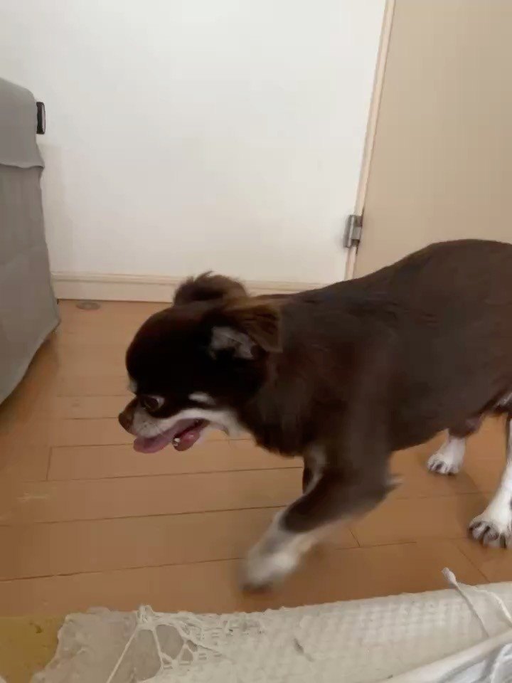 頚椎椎間板ヘルニアの犬