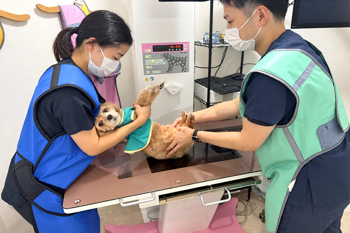 レントゲン撮影の様子